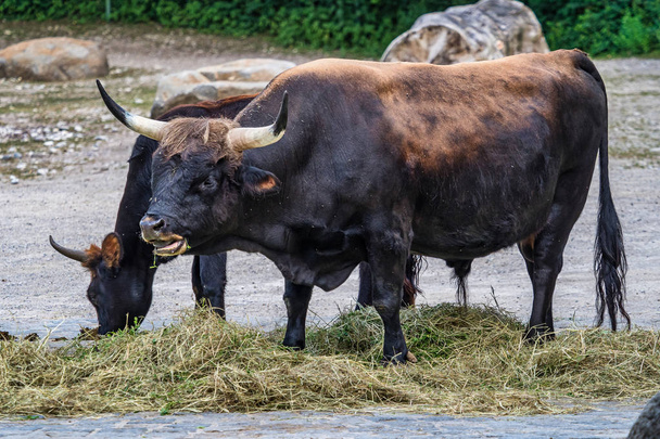 Heck крупный рогатый скот, Bos primigenius taurus или туров в зоопарке
 - Фото, изображение