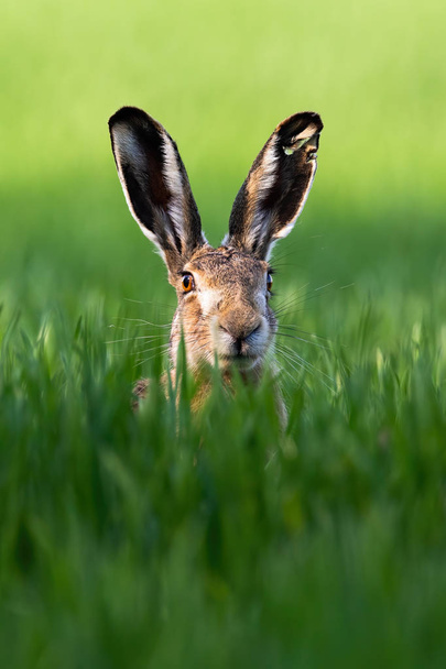 Verticaal portret van bruine Haas, Lepus europaeus, in de lente op groen veld. - Foto, afbeelding