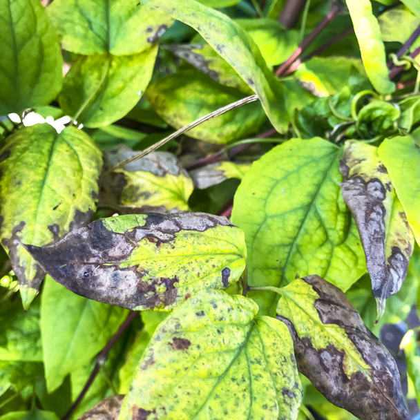 Pilzerkrankungen auf grünen Blättern von Gartenpflanzen - Foto, Bild