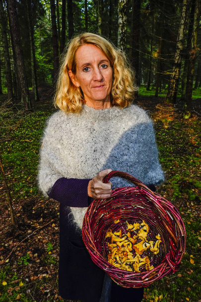 Gotland, Suède Une femme se tient debout avec un panier de champignons chanterelle fraîchement cueillis à l'automne
. - Photo, image