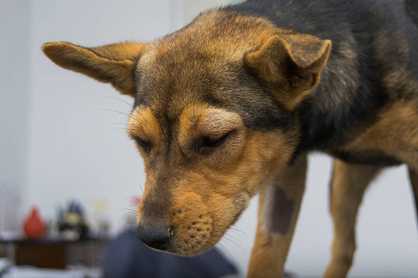 Собака з анафілактичною реакцією після ін'єкції вітаміну К
 - Фото, зображення