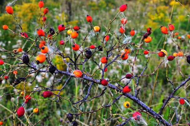 rosehips selvagens na natureza, belo fundo
 - Foto, Imagem