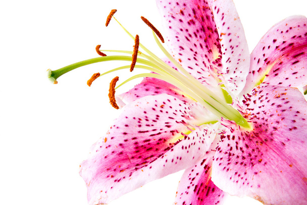 Pink lily on white - Photo, Image