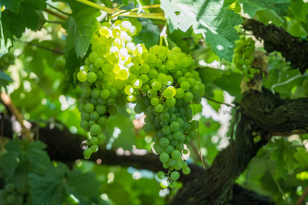 Racimo de uvas de vid en espalier en Ribera Sacra, Tronceda, Ourense, Galicia, España
. - Foto, imagen