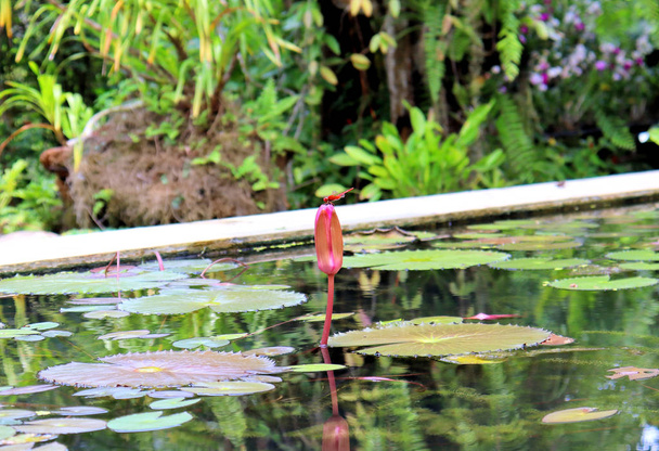 Lilie i kwiaty i rośliny w pobliżu stawu, a woda odbija światło - Zdjęcie, obraz