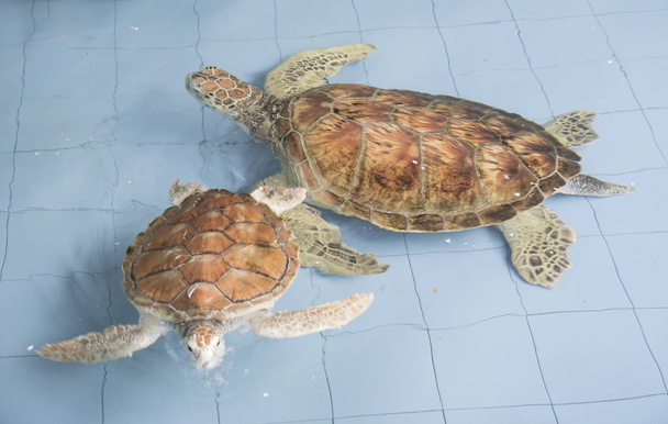 allevare tartarughe marine nel laghetto interno prima del rilascio al mare
 - Foto, immagini