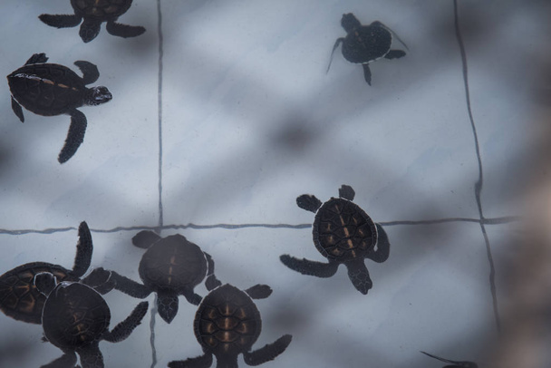 Preservation of baby sea turtles in the caged pond. - Photo, Image
