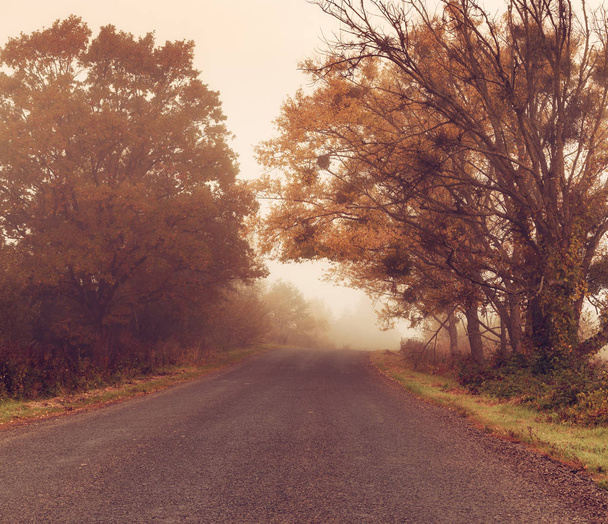 Road to the fog - Photo, Image