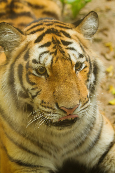 Nahaufnahme Tiger - Foto, Bild