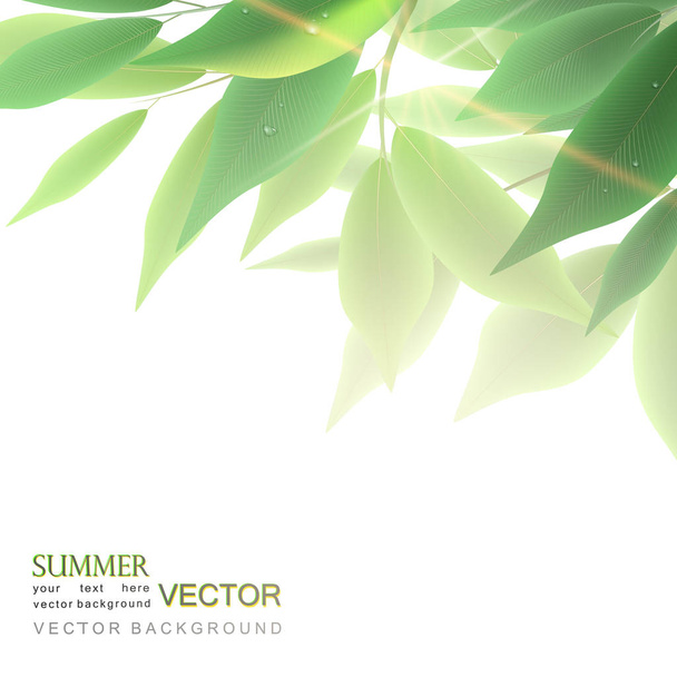 Dense foliage and sunlight, vector. Vector background with foliag - Wektor, obraz
