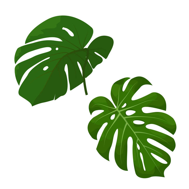 tropical leaves, vector. Monstera on a white background. Monstera leave - Vecteur, image