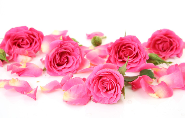 Pink rose - Φωτογραφία, εικόνα