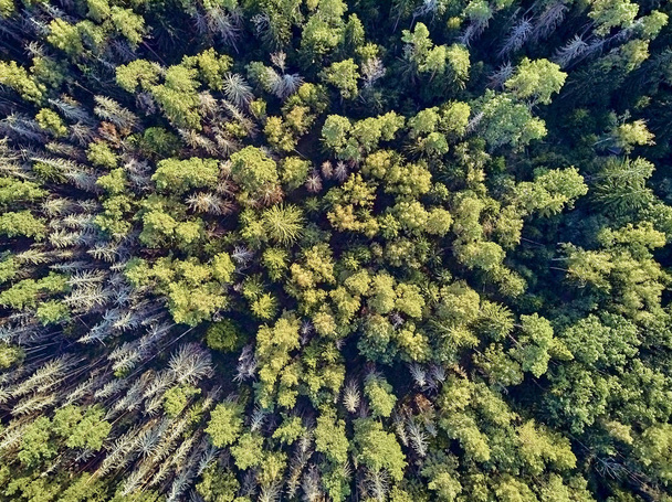 Piękny panoramiczny antenowy widok na Puszcza Białowieska-jeden z ostatnich i największych pozostałych części ogromnego lasu pierwotnego, który kiedyś rozciągnięty przez europejskie równiny - Zdjęcie, obraz