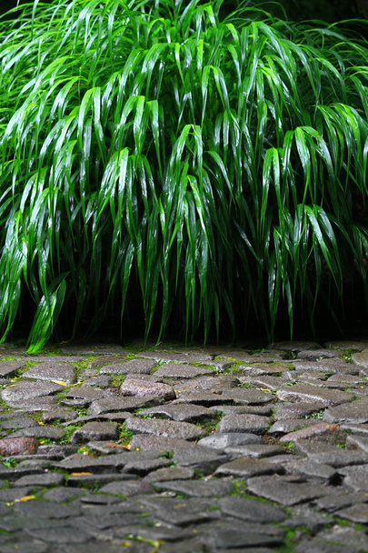 Esős táj egy japán kert kő járda és a Gramineous buja fűfélék - Fotó, kép