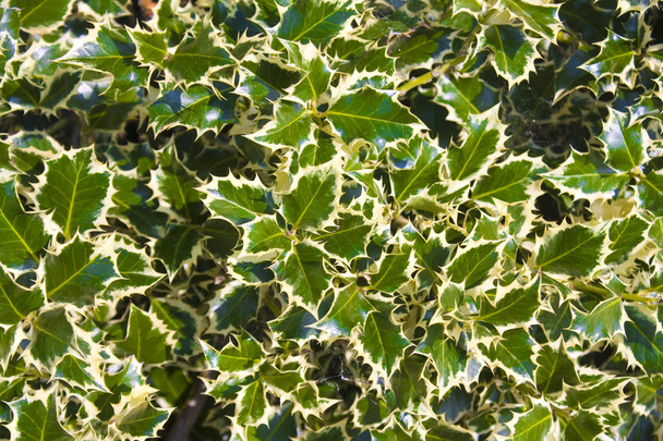 Fondo con foglie di agrifoglio europeo (Ilex aquifolium)
 - Foto, immagini