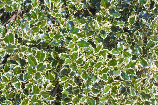 Background with an european holly (Ilex aquifolium) leaves - Photo, Image