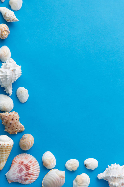 frame of different sea shells on blue background - 写真・画像