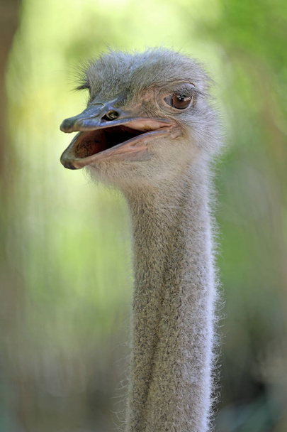 Ostrich bird close-up portrait in natural habitat - Foto, afbeelding
