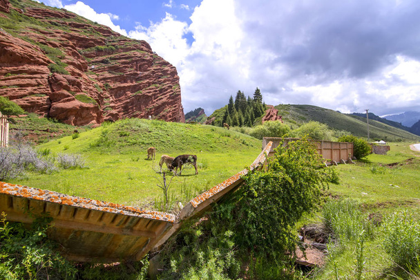 Випас корів на гірському полі в ущелині ЄТІ Огуз Киргизстан - Фото, зображення
