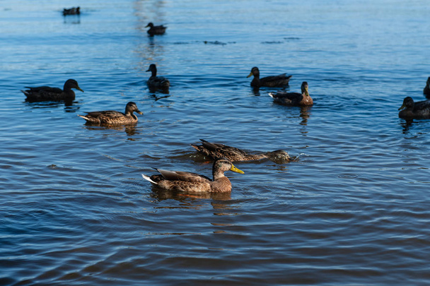 Una bandada de ánades reales en el río con reflejo azul. Hermosas aves esperando comida en el lago. Animales que se alimentan al atardecer
. - Foto, imagen
