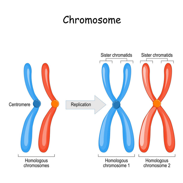 rozdíl mezi homéznými chromozomy, dvojici homologních  - Vektor, obrázek