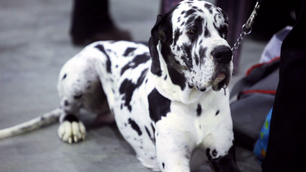 Hund dalmatinischer Rasse sitzt an Kette in der Nähe seines Besitzers - Filmmaterial, Video