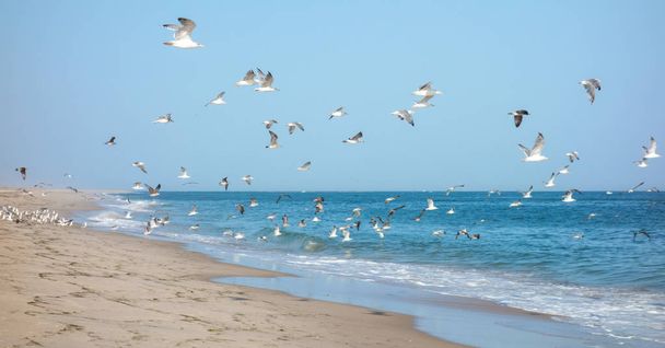 Stormo di gabbiani che volano sulla riva del mare
 - Foto, immagini