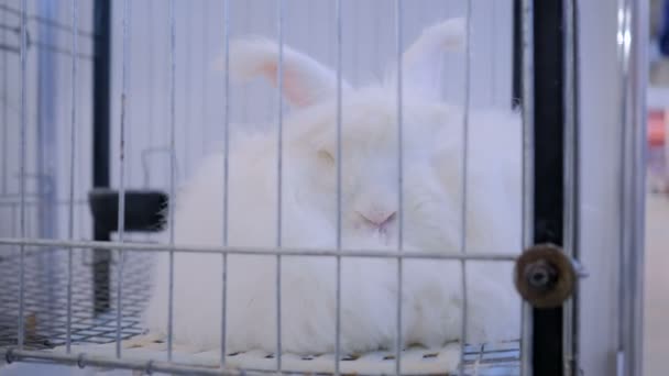 Fluffy λευκό κουνέλι Angora στο κλουβί σε έκθεση γεωργικών ζώων, την αγορά - Πλάνα, βίντεο