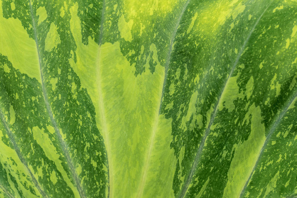 Abstracte achtergrond van groene blad textuur. Natuur achtergrond. - Foto, afbeelding