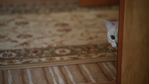 hermoso joven gato crianza escocés chinchilla recta
 - Metraje, vídeo