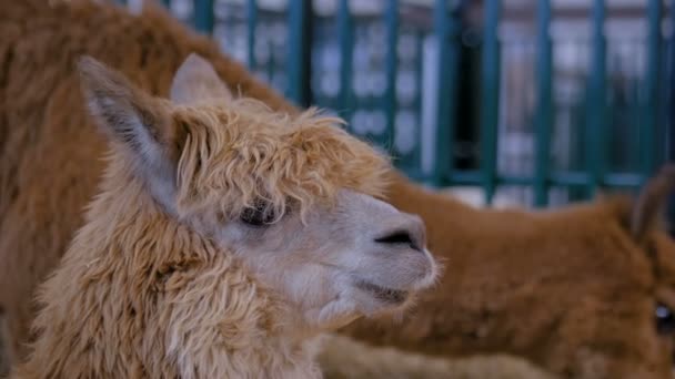 Porträt des braunen Alpakas bei der Ausstellung landwirtschaftlicher Tiere - Nahaufnahme - Filmmaterial, Video
