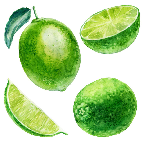 Watercolor illustration, set. Image of lime. Lime fruit with leaf, half lime, lime slice. - Fotó, kép