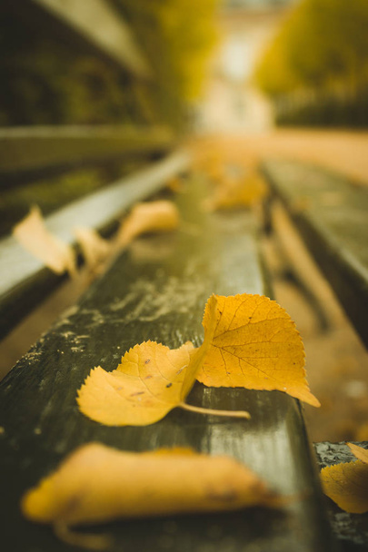 fallen autumn leaves on a park bench - Foto, afbeelding