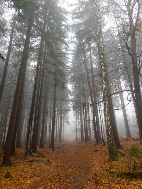 Lesní krajina v mlze - Fotografie, Obrázek