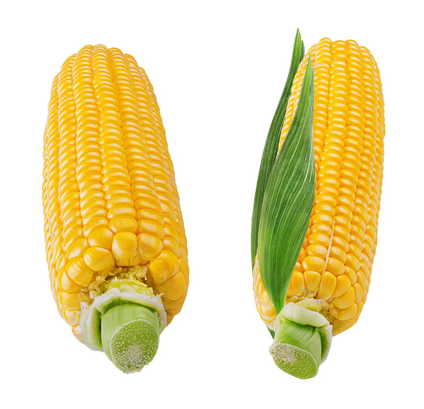 kukuřice izolované na bílém pozadí - Fotografie, Obrázek