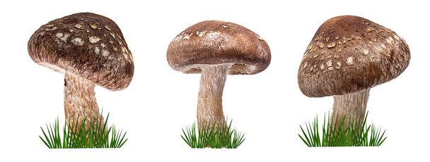 Cogumelo shiitake no fundo branco e grama verde
 - Foto, Imagem