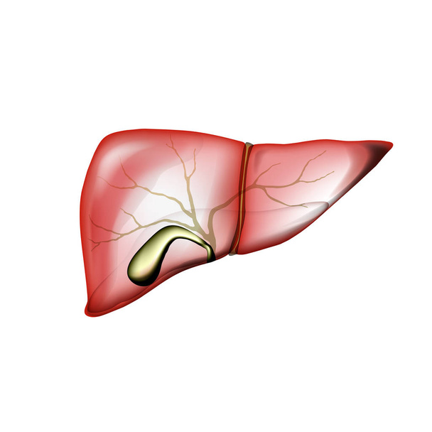 白い孤立した現実的な肝臓および胆嚢 - ベクター画像