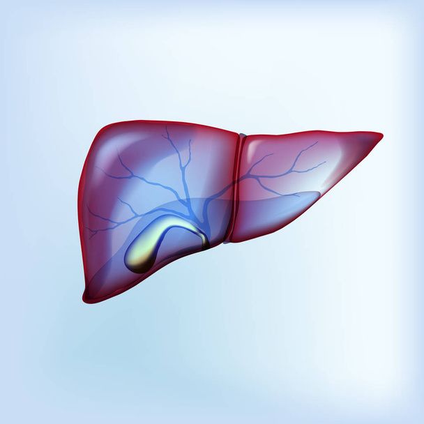 Fígado realista e vesícula biliar em azul claro isolado
 - Vetor, Imagem