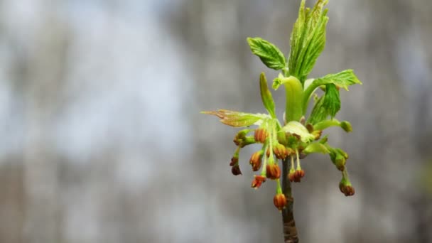 Inflorescence bloom on top of tree swaying in spring wind - Metraje, vídeo