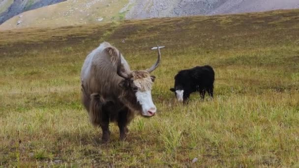 Felnőtt Jak és Jak borjú legelnek egy legelő a hegyekben. Tibeti jak kisállat - Felvétel, videó