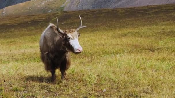 Le Yak tibétain est agressif. Le yak défend son territoire. Yak attaqué à l'aide de ses grosses cornes
 - Séquence, vidéo
