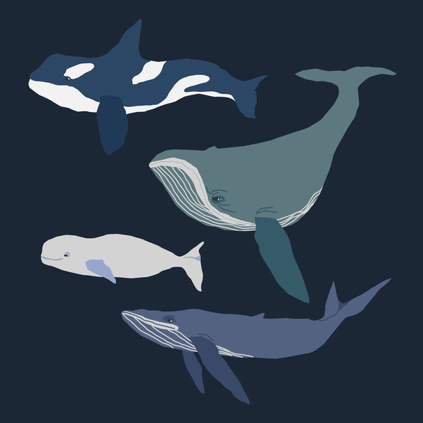 Colección ballena ilustración dibujada a mano plana sobre fondo azul oscuro
 - Vector, imagen