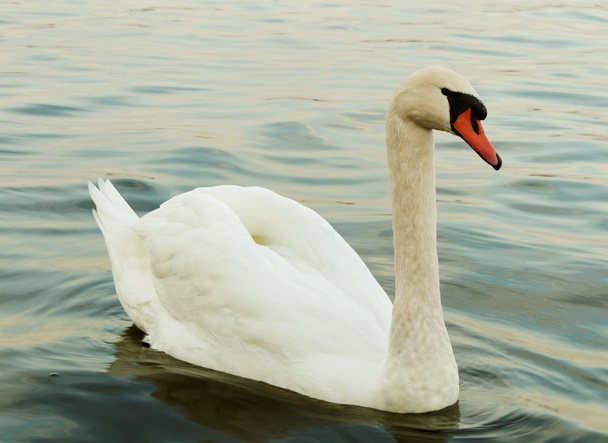 Лебедь на озере. - Фото, изображение