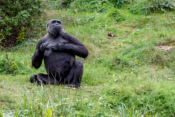 Ein Gorilla macht eine Brustrolle - Foto, Bild