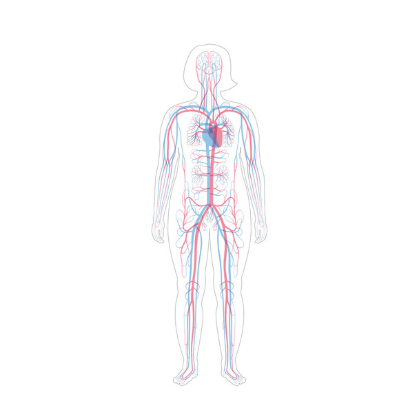 oběhový systém anatomie - Vektor, obrázek