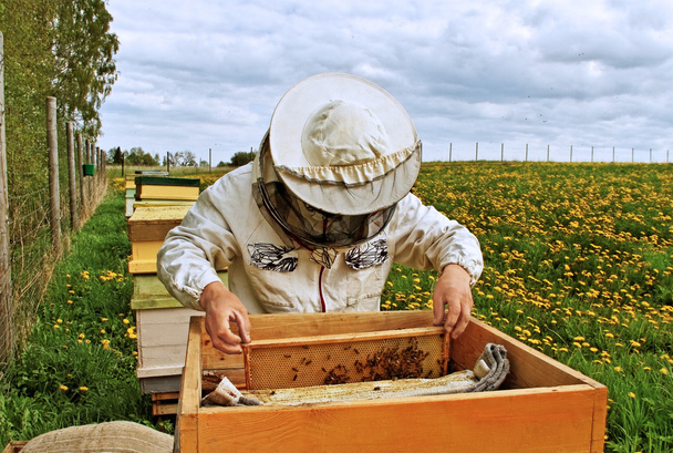 εργασίας μελισσοκόμος. - Φωτογραφία, εικόνα
