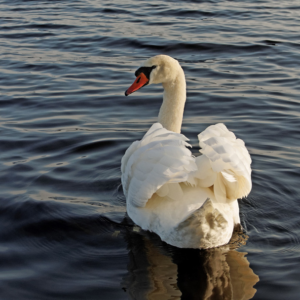Swimming swan. - Photo, Image