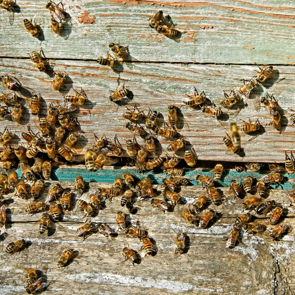 Arılar giriş. - Fotoğraf, Görsel