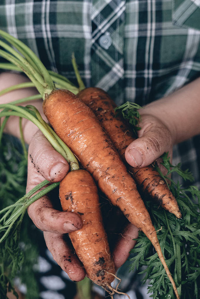 Rijp wortelen in de handen van een boer - Foto, afbeelding