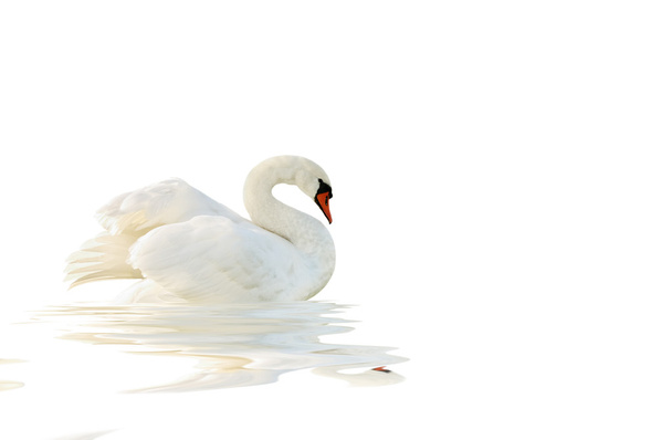 White swan. - Photo, Image